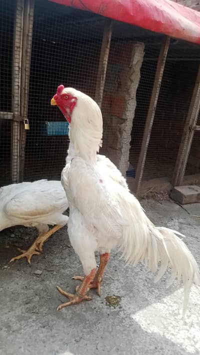 white shamo pair best quality