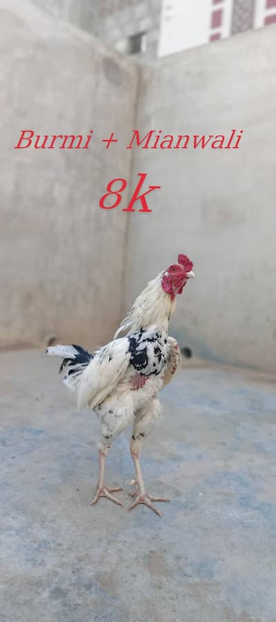 Burmi+Mianwali and silkie pair