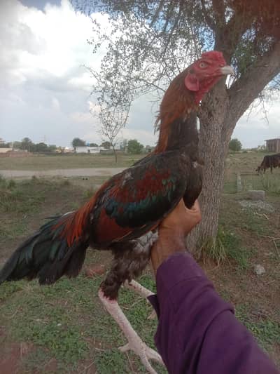 high quality patha for sale