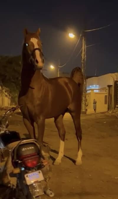 Pure English stallion