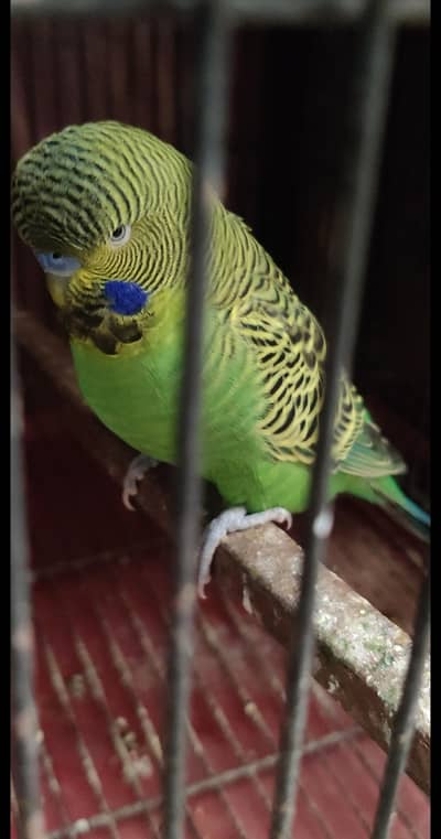 BlackFace Breeder Male