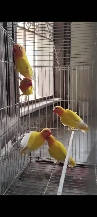 Parsonata albino split for sale