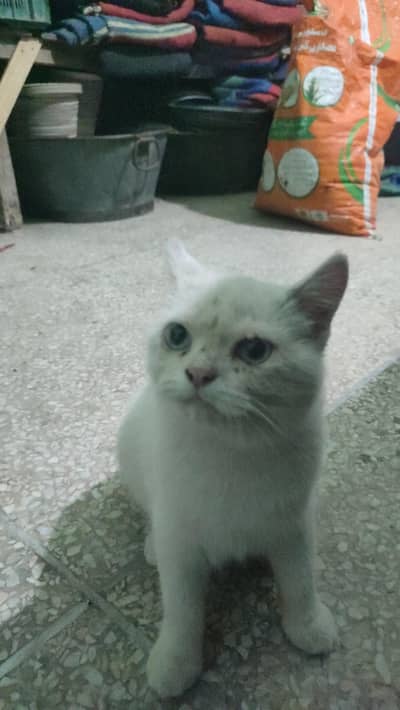 Persian cat male female both white