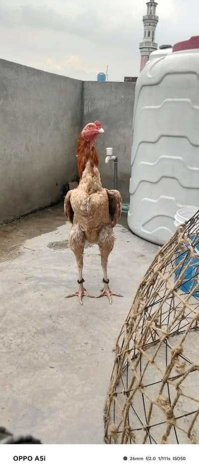 aseel Peela patha or pure Thai pathi