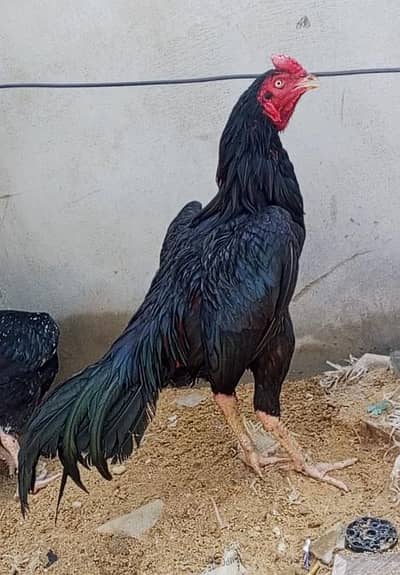 mushka murga bhut acha murga hai ma shoq khatam kar rha hu