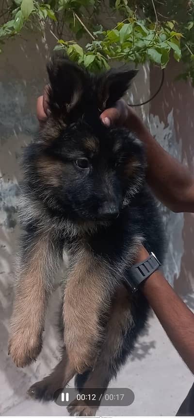 pedigree parents puppies non ped