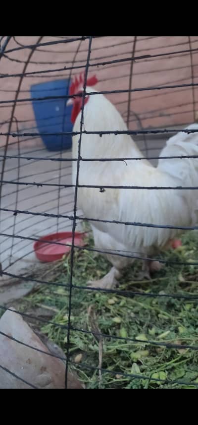 Golden Buff Female + White Buff Male