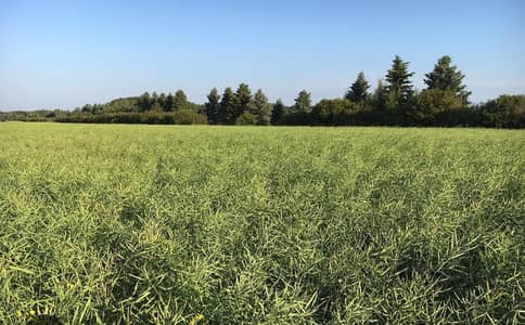 canola 021 about 1600 kg for sale