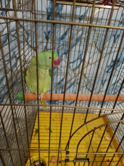 phari parrot