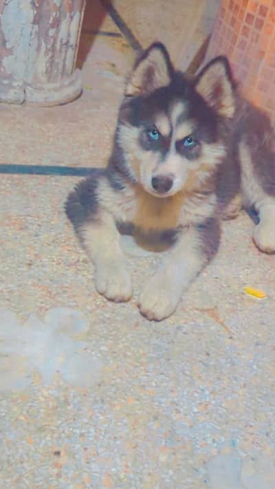 Husky puppy