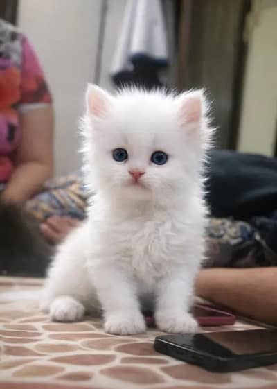 Persian Cat for sale My WhatsApp number 03464568326 for sale