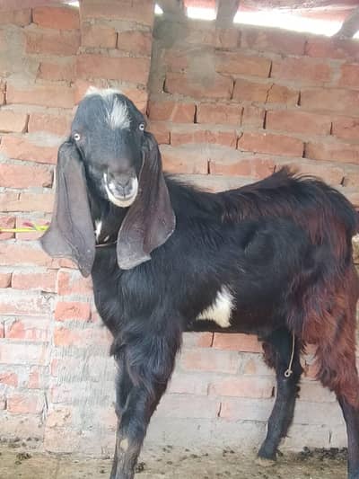 Bakra