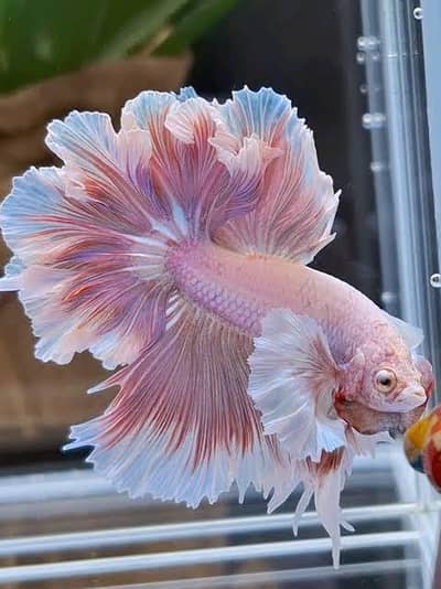 BETTA FISH