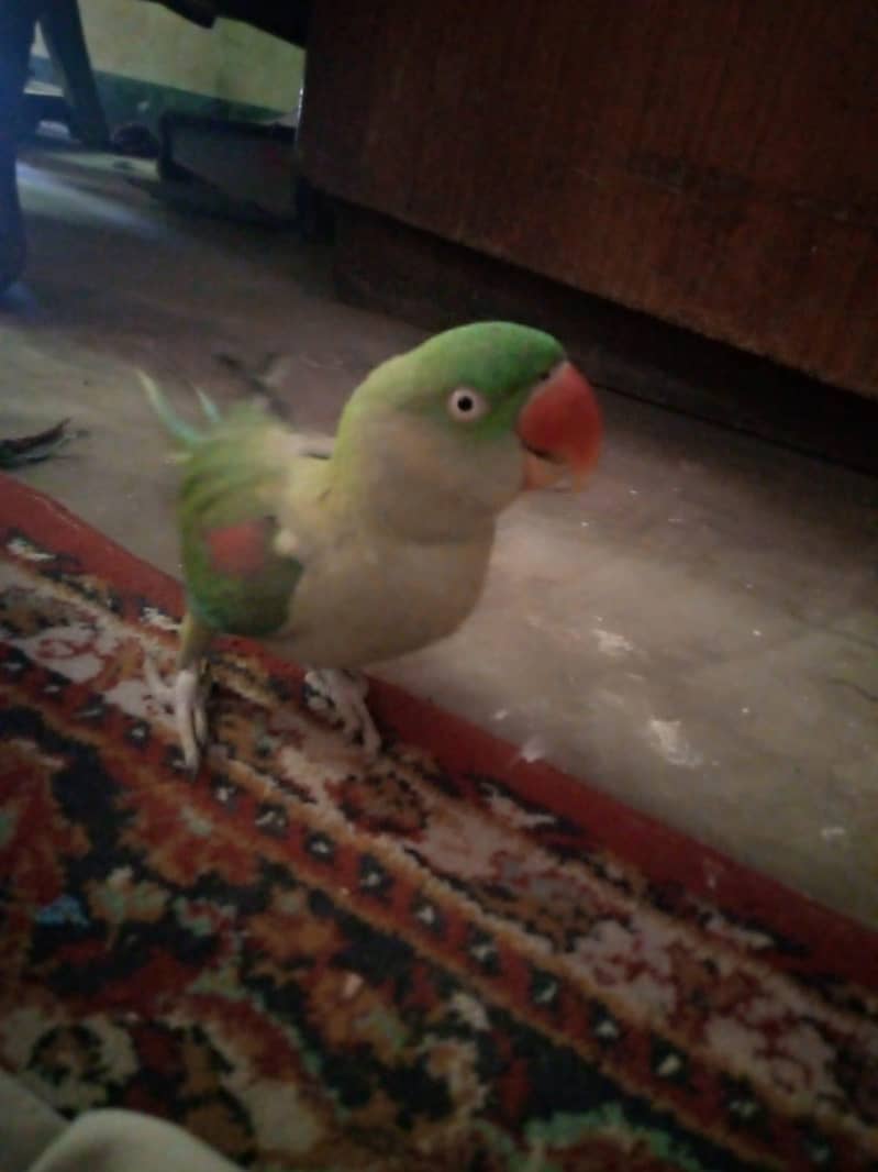 parrot 1