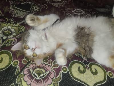 Turkish angora cat arrgent sell