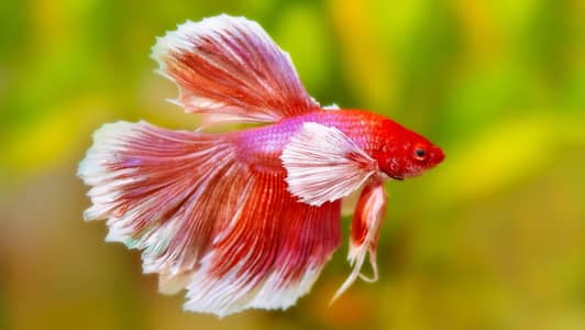 BETTA FISH