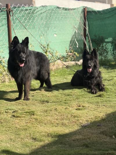 Top quality black long hair puppies
