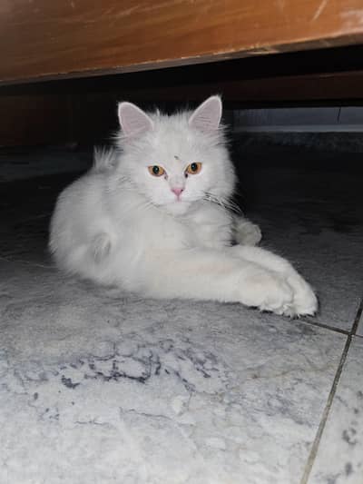 Urgent Sale: Extreme Triple Coat Persian Female | Healthy & Active