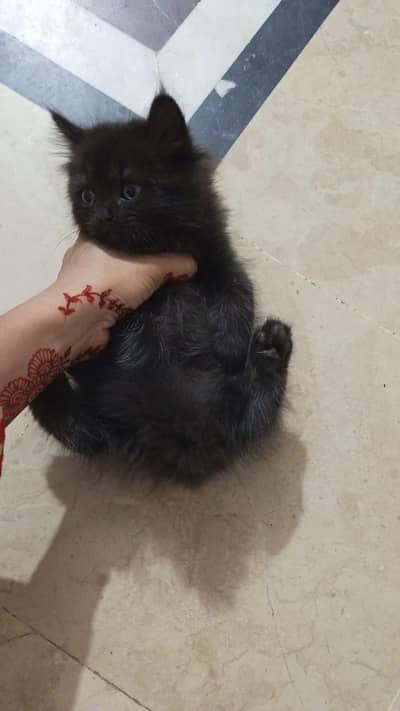playfull healthy kittens  with long coat
