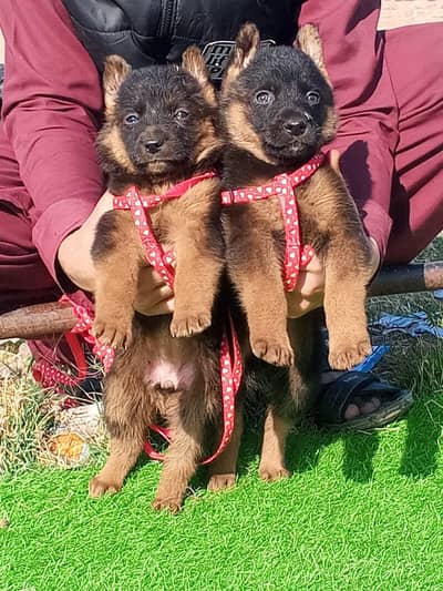 German Shepherd long coat female do mahine for sale