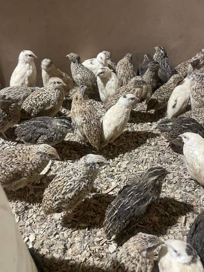 Batair / Quail for sale