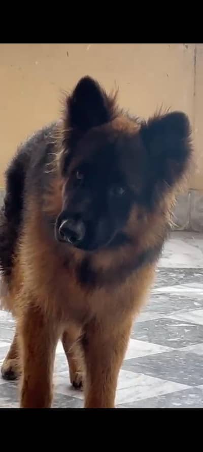 German Shepherd long coat male pink Pedigree