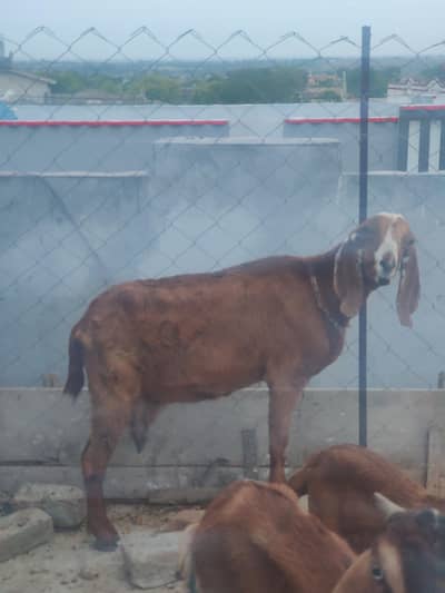 Bakri For Sale / Goat For Sale / Female Bakri For Sale / Female Goat