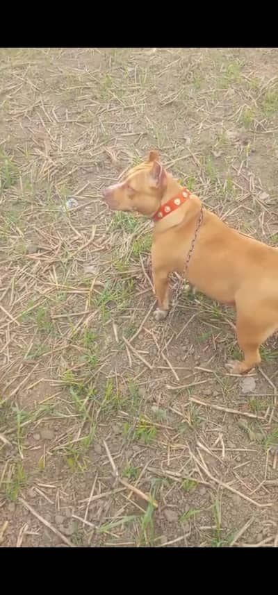 pitbull female for sale 55000