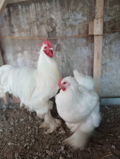 White Heavy Buff Cochine Brahma Polish Silkie Sebrite Yokohama  Smatra