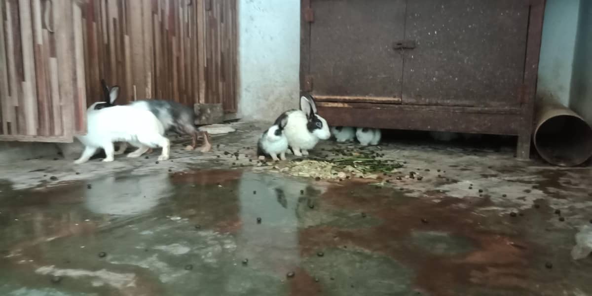 Rabbits 1