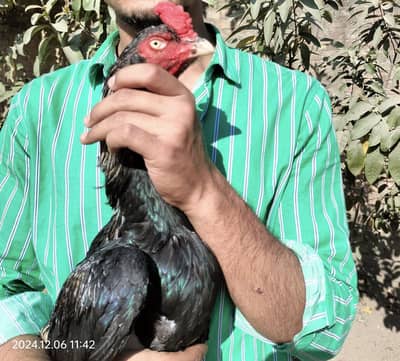 Assel mianwali black jawa for sale(03051090768)