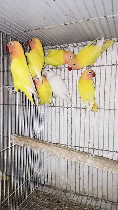 Latino parsanata available 