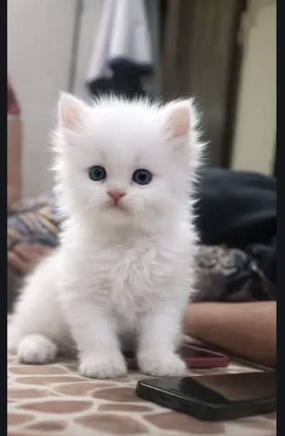 Triple coat semi punch/doll face kittens for sale