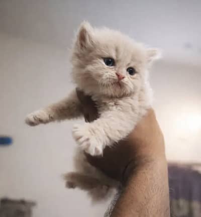 Triple coat semi punch/doll face kittens for sale