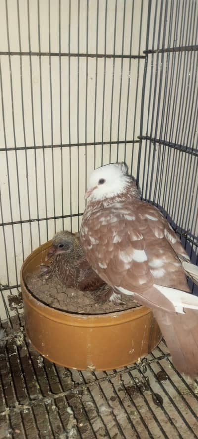 jogi breader pair with chicks sle