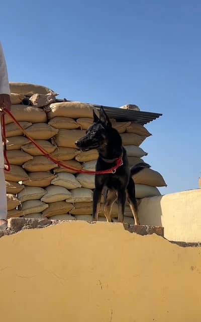 Belgian Malinois For Sale