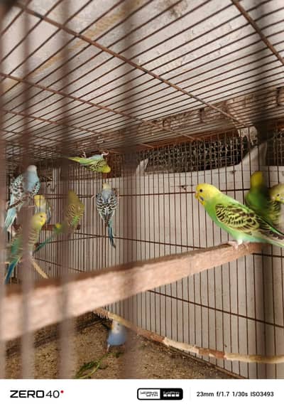 Hogoromo and Budgies