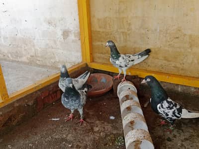 breeder Pigeon pairs