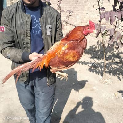 mian wali high quality  peela breader