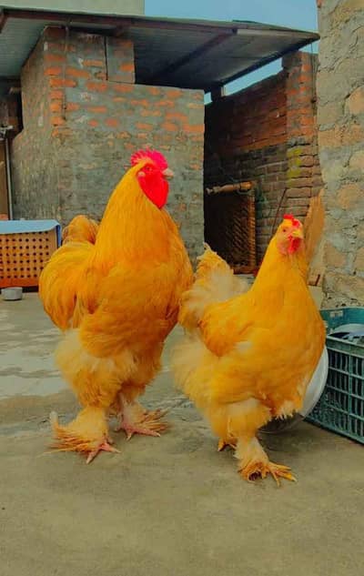 SHAHZAIB  POULTRY Official™