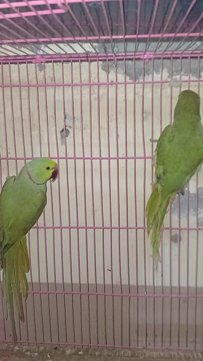 green ring neack breader pair