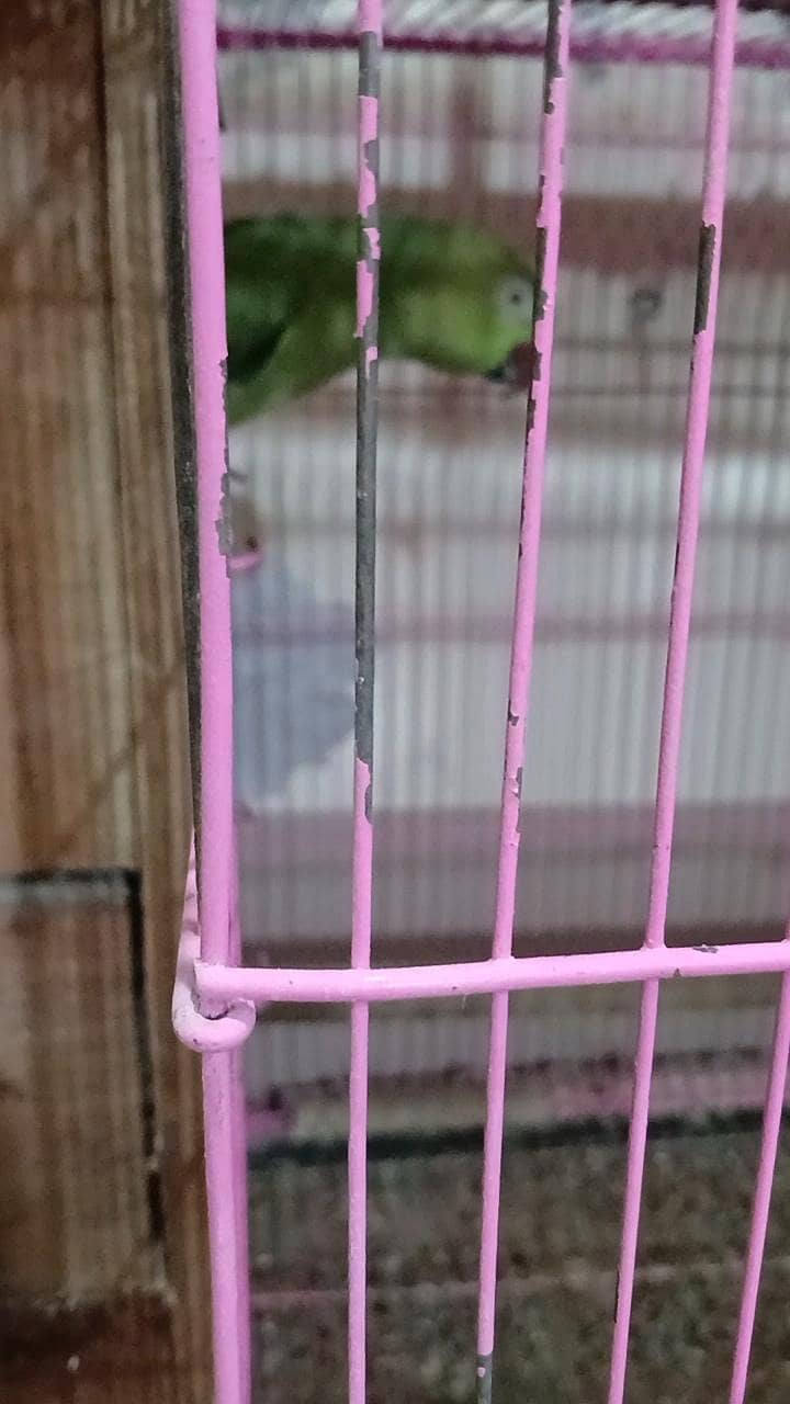 green ring neack breader pair 1