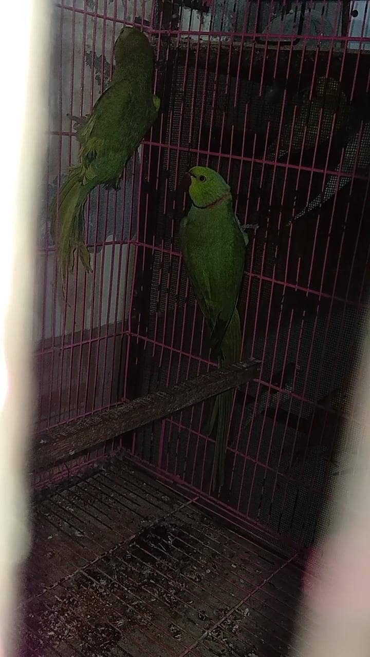 green ring neack breader pair 3