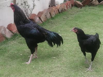 Aseel cross Desi Hens