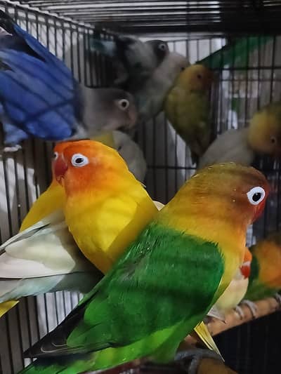 breeder pair of love bird