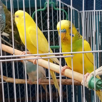 beautiful budgies  30 piece for Sale