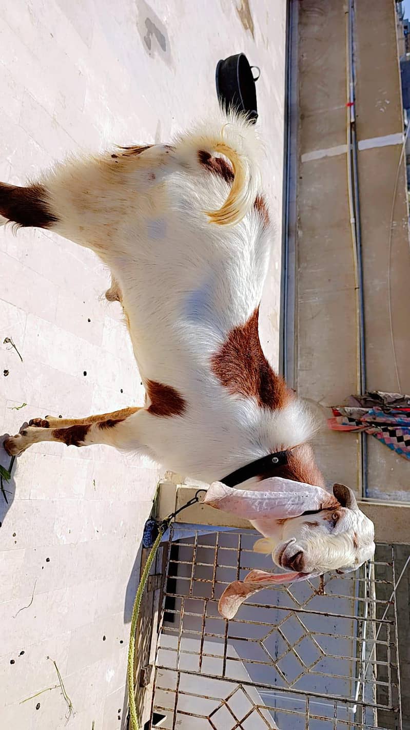 bakra 4