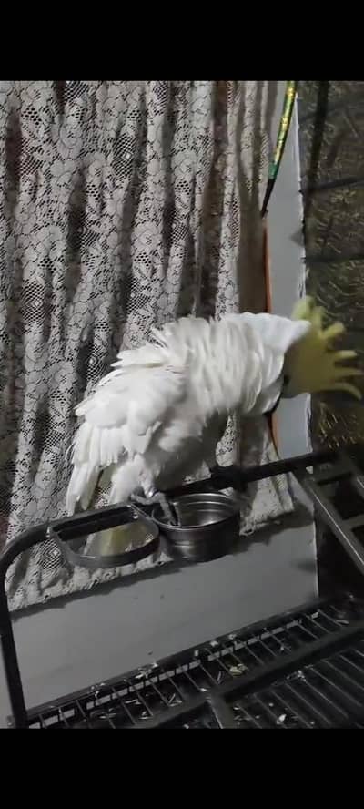 Greater Titron Cocatoo