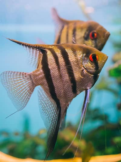 Fish & Fish aquarium Munseeb price available