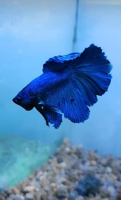 Fish & Fish aquarium Munseeb price available